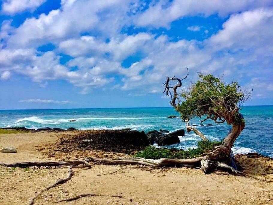 Aruba Condo The Pearl - At Eagle Beach - Minute Walk! Palm Beach Esterno foto